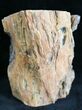 Petrified Wood Limb - Nevada #28461-2